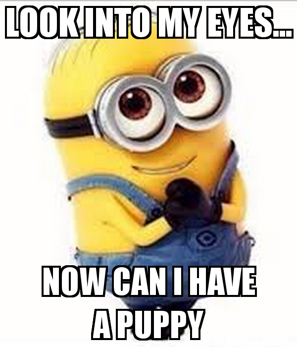 look-into-my-eyes-now-can-i-have-a-puppy